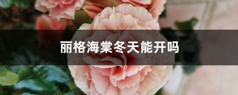 丽格海棠冬天能开吗 丽格海棠冬天能开吗