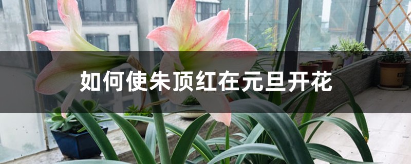 如何使朱顶红在元旦开花 如何使朱顶红在元旦开花