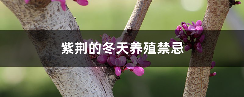 紫荆的冬天养殖禁忌 紫荆的冬天养殖禁忌