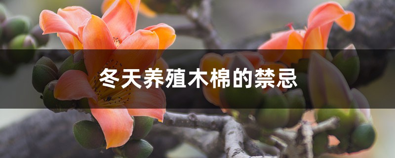 冬天养殖木棉的禁忌 冬天养殖木棉的禁忌