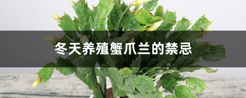 冬天养殖蟹爪兰的禁忌 冬天养殖蟹爪兰的禁忌