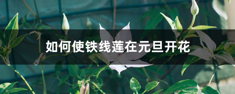 如何使铁线莲在元旦开花 如何使铁线莲在元旦开花