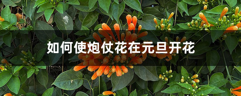 如何使炮仗花在元旦开花 如何使炮仗花在元旦开花