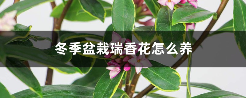 冬季盆栽瑞香花怎么养 冬季盆栽瑞香花怎么养
