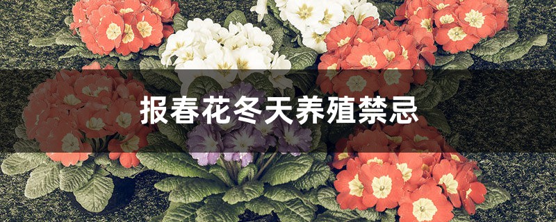 报春花冬天养殖禁忌 报春花冬天养殖禁忌