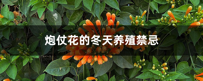 炮仗花的冬天养殖禁忌 炮仗花的冬天养殖禁忌