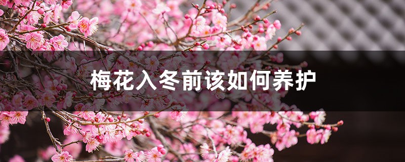 梅花入冬前该如何养护 梅花入冬前该如何养护