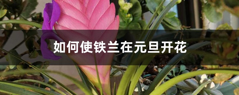 如何使铁兰在元旦开花 如何使铁兰在元旦开花