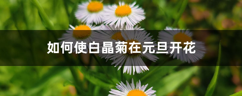 如何使白晶菊在元旦开花 如何使白晶菊在元旦开花