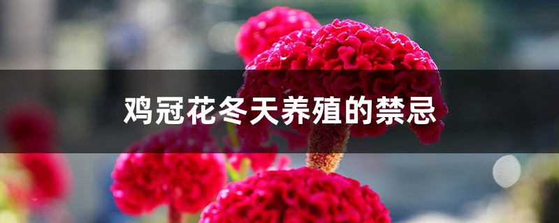 鸡冠花冬天养殖的禁忌 鸡冠花冬天养殖的禁忌