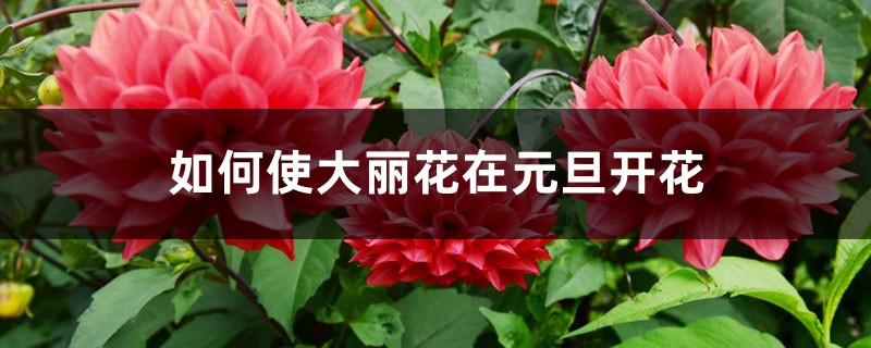 如何使大丽花在元旦开花 如何使大丽花在元旦开花