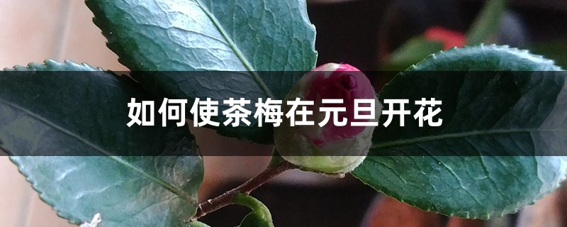 如何使茶梅在元旦开花 如何使茶梅在元旦开花
