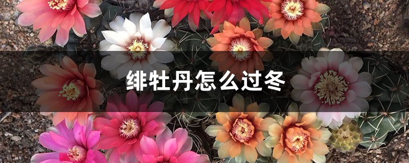 绯牡丹怎么过冬 绯牡丹怎么过冬