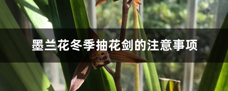 墨兰花冬季抽花剑的注意事项 墨兰花冬季抽花剑的注意事项
