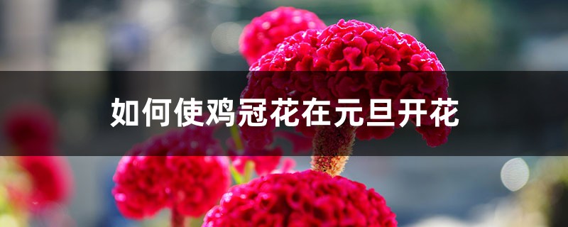 如何使鸡冠花在元旦开花 如何使鸡冠花在元旦开花