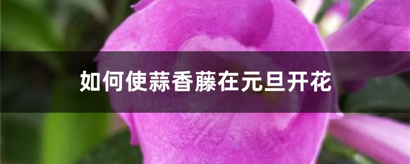 如何使蒜香藤在元旦开花 如何使蒜香藤在元旦开花
