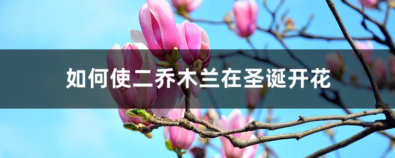 如何使二乔木兰在圣诞开花 如何使二乔木兰在圣诞开花