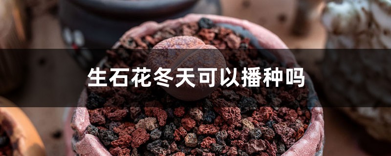 生石花冬天可以播种吗 生石花冬天可以播种吗