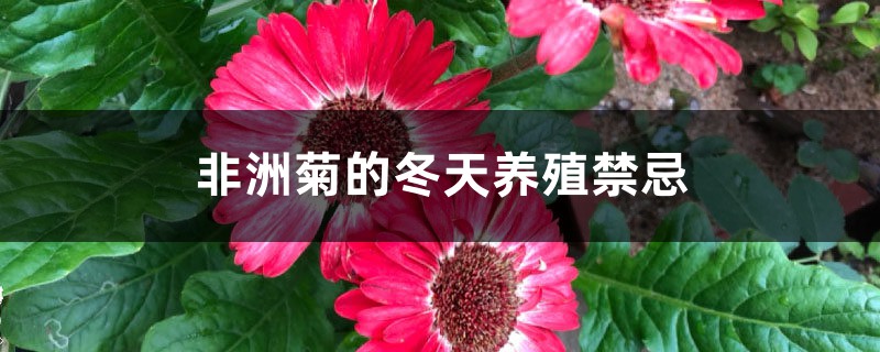 非洲菊的冬天养殖禁忌 非洲菊的冬天养殖禁忌