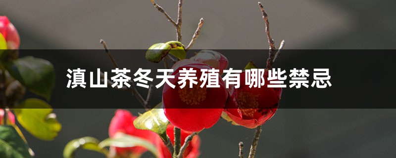 滇山茶冬天养殖有哪些禁忌 滇山茶冬天养殖有哪些禁忌