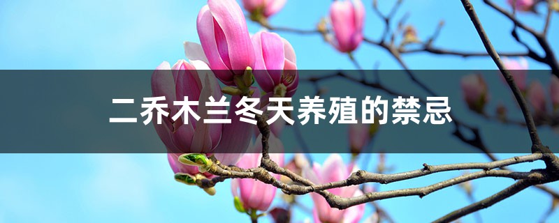 二乔木兰冬天养殖的禁忌 二乔木兰冬天养殖的禁忌