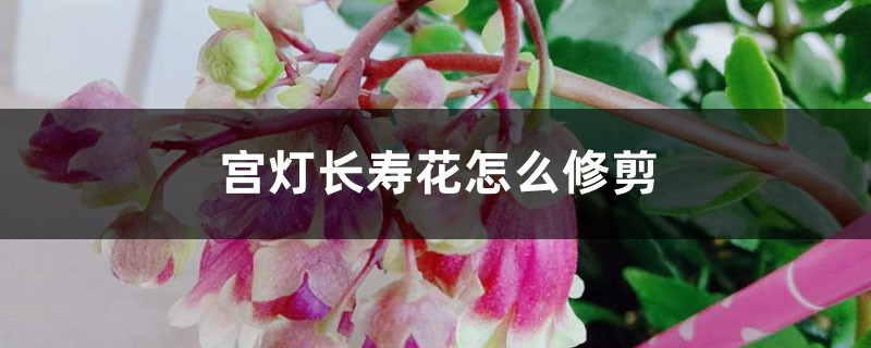 宫灯长寿花怎么修剪 宫灯长寿花怎么修剪