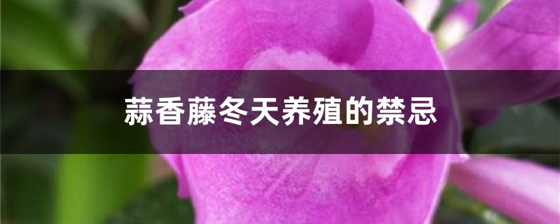 蒜香藤冬天养殖的禁忌 蒜香藤冬天养殖的禁忌