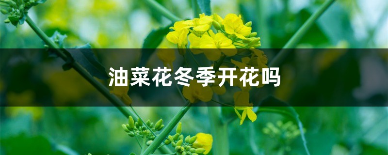 油菜花冬季开花吗 油菜花冬季开花吗