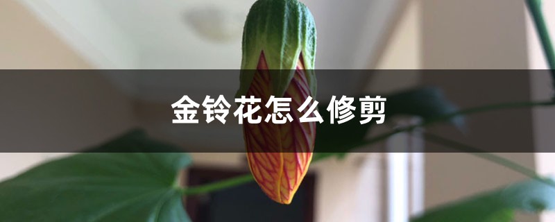 金铃花怎么修剪 金铃花怎么修剪