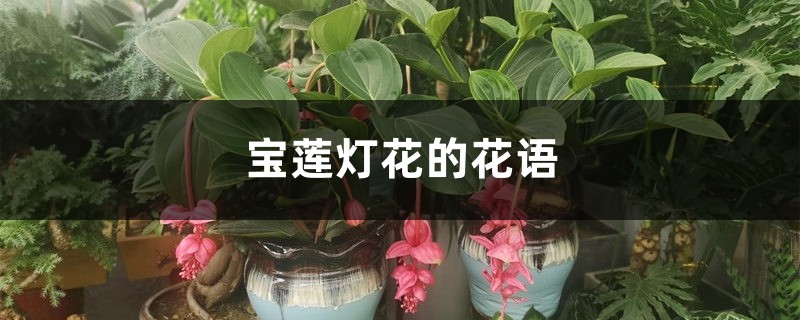 宝莲灯花的花语 宝莲灯花的花语