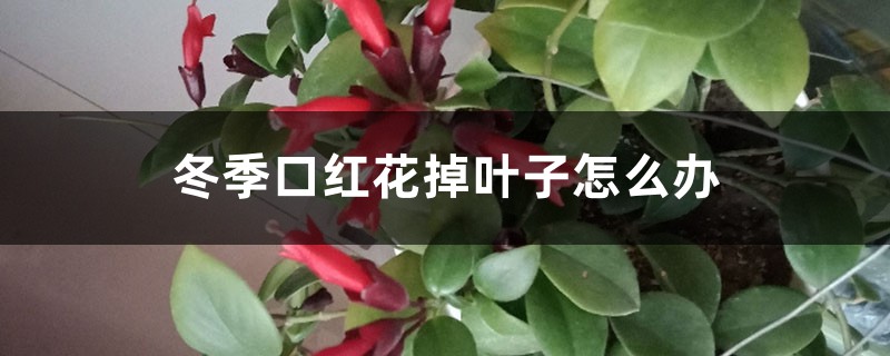 冬季口红花掉叶子怎么办 冬季口红花掉叶子怎么办
