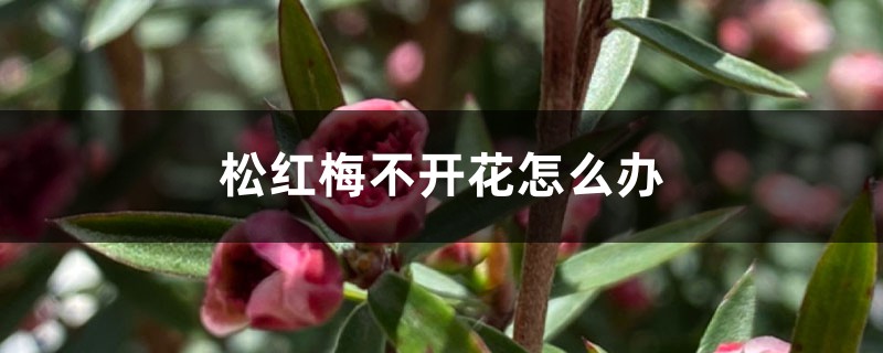 松红梅不开花怎么办 松红梅不开花怎么办