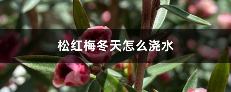 松红梅冬天怎么浇水 松红梅冬天怎么浇水