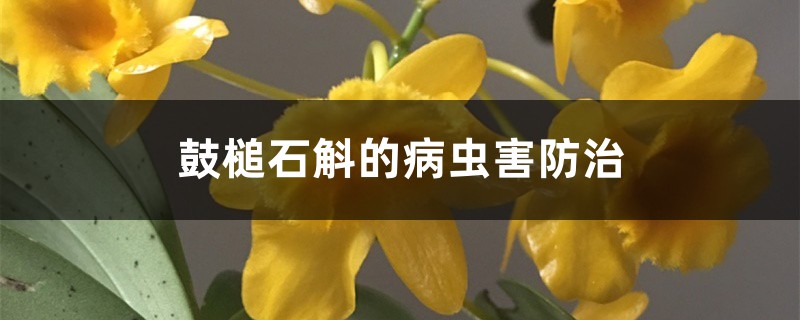 鼓槌石斛的病虫害防治 鼓槌石斛的病虫害防治