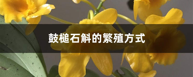 鼓槌石斛的繁殖方式 鼓槌石斛的繁殖方式