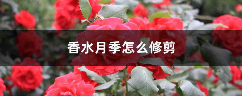 香水月季怎么修剪 香水月季怎么修剪