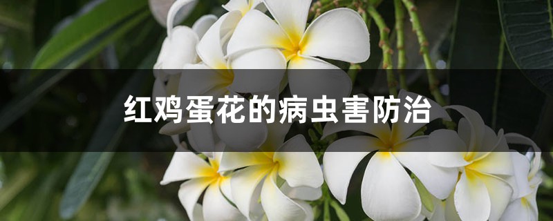 红鸡蛋花的病虫害防治 红鸡蛋花的病虫害防治