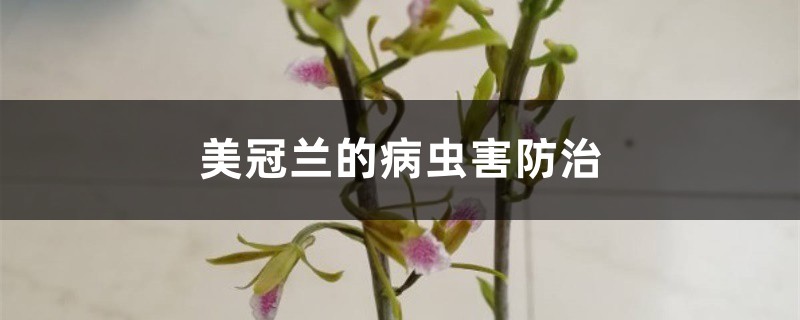美冠兰的病虫害防治 美冠兰的病虫害防治