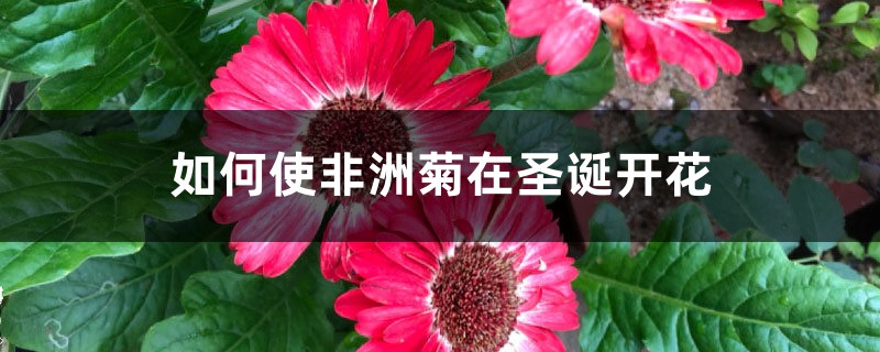 如何使非洲菊在圣诞开花