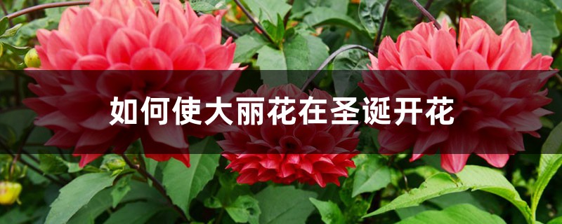 如何使大丽花在圣诞开花 如何使大丽花在圣诞开花