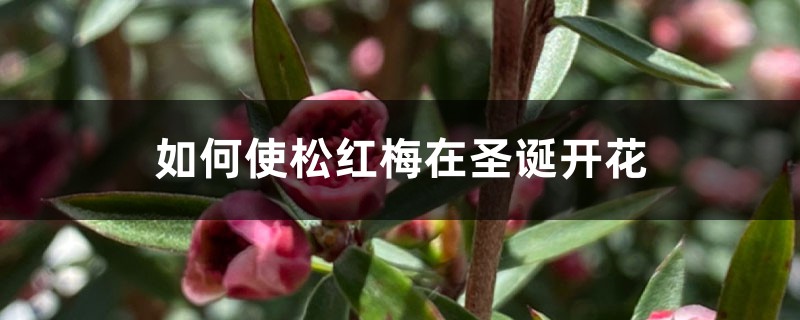 如何使松红梅在圣诞开花 如何使松红梅在圣诞开花