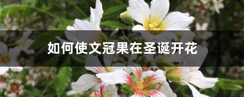 如何使文冠果在圣诞开花 如何使文冠果在圣诞开花
