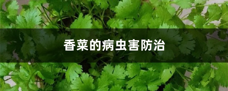 香菜的病虫害防治 香菜的病虫害防治