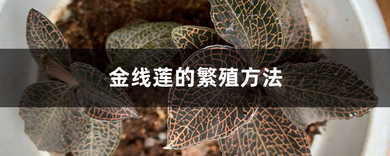 金线莲的繁殖方法 金线莲的繁殖方法