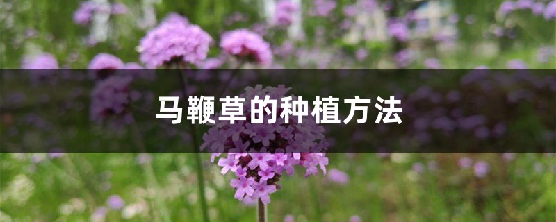 马鞭草的种植方法 马鞭草的种植方法