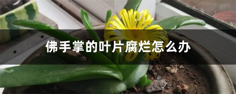 佛手掌的叶片腐烂怎么办 佛手掌的叶片腐烂怎么办