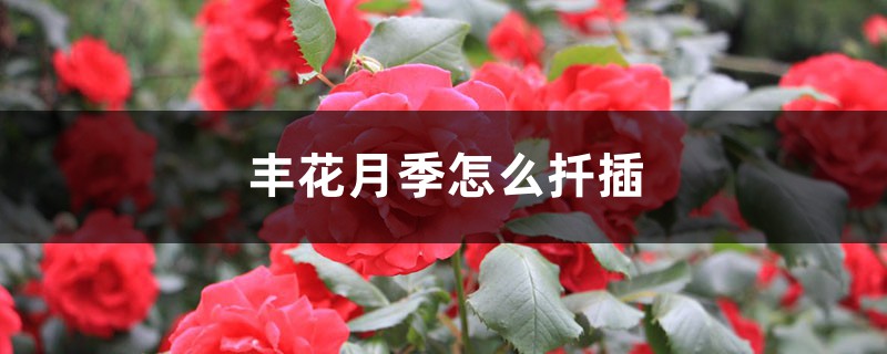 丰花月季怎么扦插 丰花月季怎么扦插