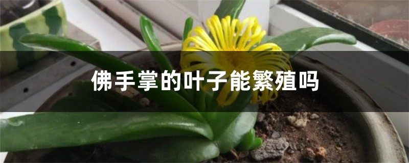 佛手掌的叶子能繁殖吗 佛手掌的叶子能繁殖吗