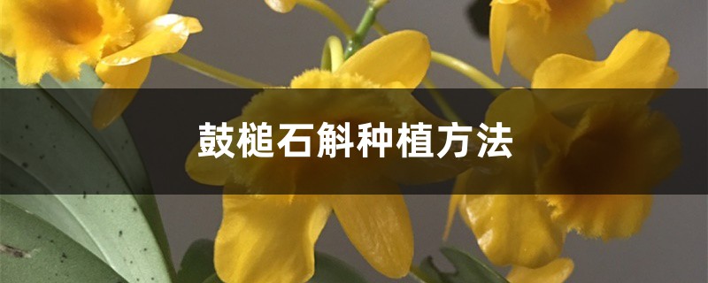 鼓槌石斛种植方法 鼓槌石斛种植方法
