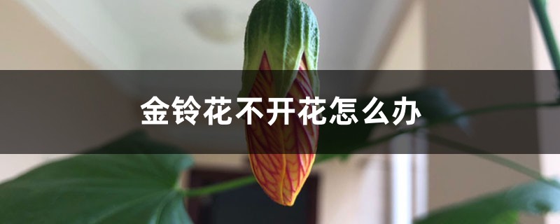 金铃花不开花怎么办 金铃花不开花怎么办